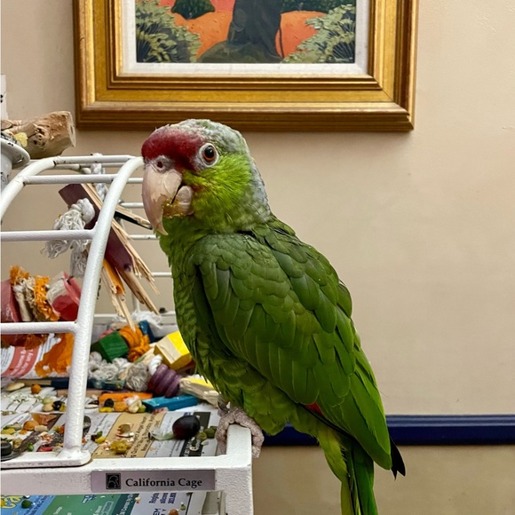 Meet your Posher, Jules - Picture 5 of 6